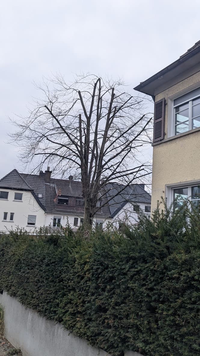 Baumpflege – Nachher